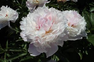 Paeonia Alertie